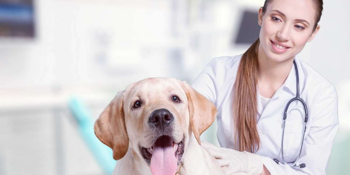 Veterinary Products for Fast and Effective Treatments