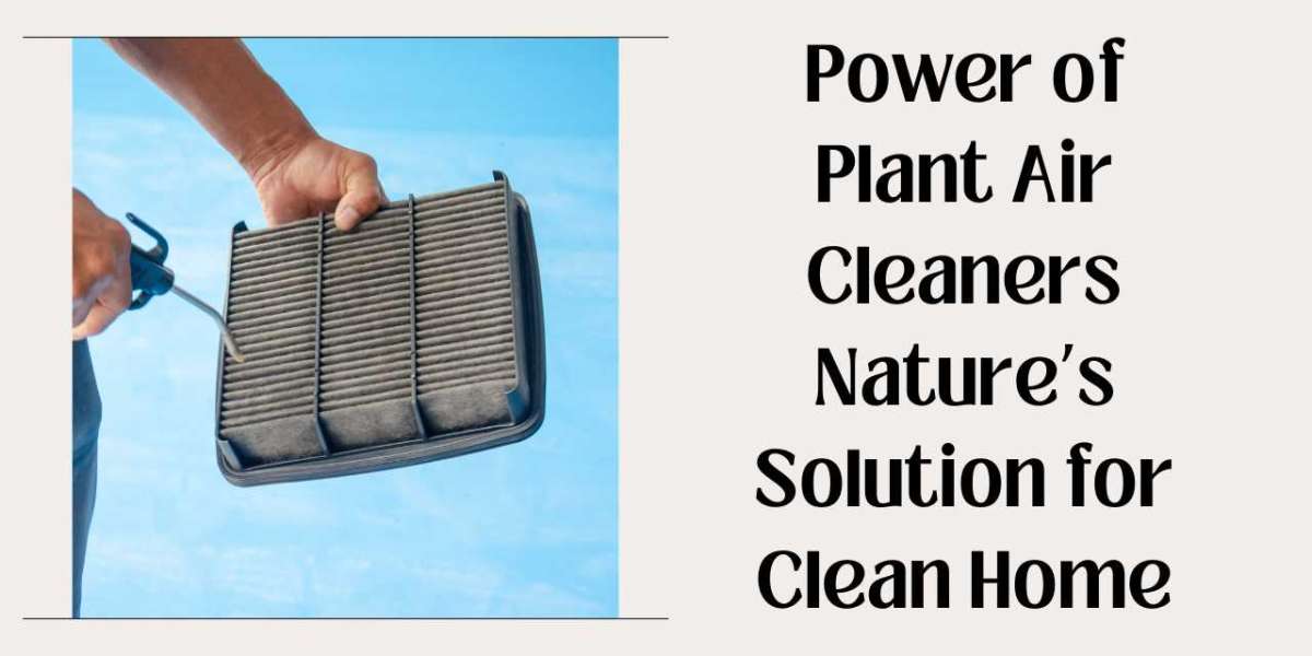 Power of Plant Air Cleaners Nature’s Solution for Clean Home