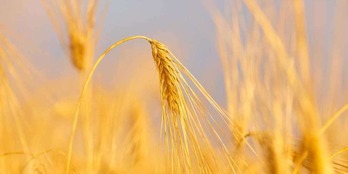 Navigating Global Wheat Markets: Insights into CBOT Pricing and Trends